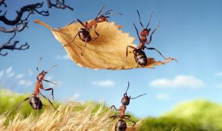 蚂蚁的习性和简要介绍